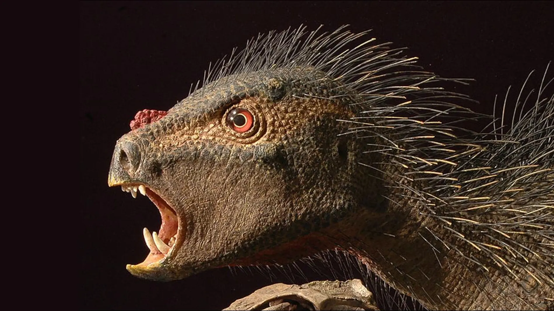 Reconstrucción de un Heterodontosaurus, por Tyler Keillor