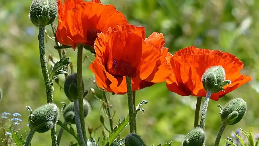 La amapola o dormidera (del género Papaver) son angiospermas que producen cantidades relativamente altas de sustancias alcaloides. Estas tienen propiedades sedantes y de ellas se sintetiza el opio, concretamente de Papaver somniferum.