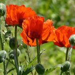 La amapola o dormidera (del género Papaver) son angiospermas que producen cantidades relativamente altas de sustancias alcaloides. Estas tienen propiedades sedantes y de ellas se sintetiza el opio, concretamente de Papaver somniferum.