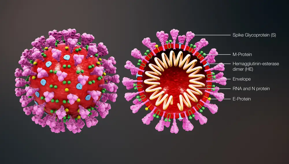 Estructura externa e interna del 2019-nCoV que traducido significa (Espícula glicoproteica, Proteína M, Hemaglutinina esterasa, Envoltura, ANR y proteína N, Proteína E)