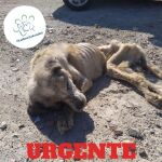 Campaña para ayudar a Ragnar