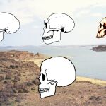 Tres cráneos, a escala, de especies asociadas a Homo erectus (arriba), en los que se puede apreciar la gran variabilidad que presenta esta especie. A la izquierda tenemos Homo erectus en sentido estricto, la variedad asiática. En el centro vemos a Homo ergaster, la variedad africana, cuyo cráneo es menos alargado y más redondeado. A la derecha vemos el cráneo 5 de Homo georgicus, un individuo especialmente pequeño cuya capacidad craneal recuerda a versiones más arcaicas del género Homo. Como referencia, en la parte inferior representamos también a escala un cráneo moderno de Homo sapiens.