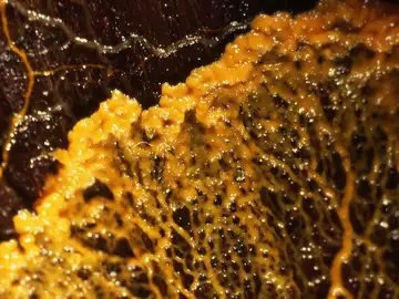 Fotografía de un plasmodio de Physarum polycephalum avanzando sobre la madera Fotografía de un plasmodio de Physarum polycephalum avanzando sobre la madera