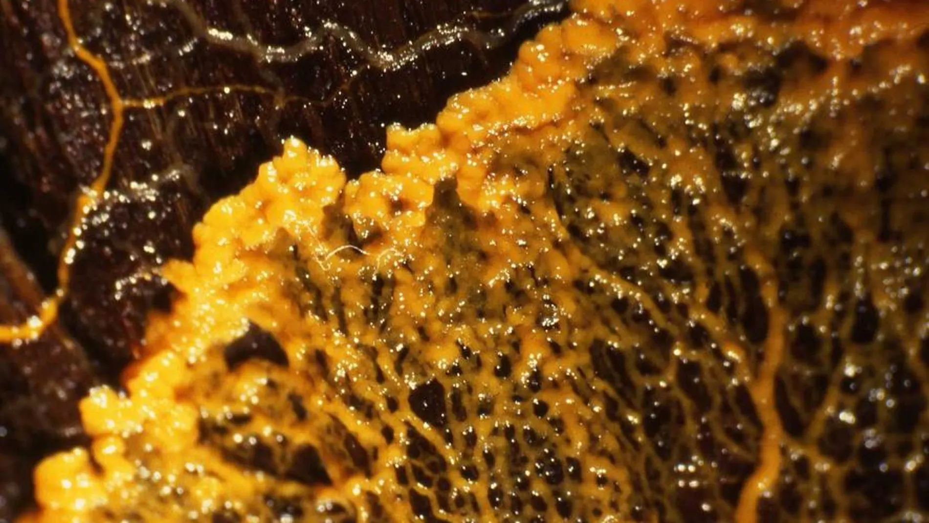 Fotografía de un plasmodio de Physarum polycephalum avanzando sobre la madera