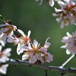 Almendro en flor de la Quinta de los Molinos