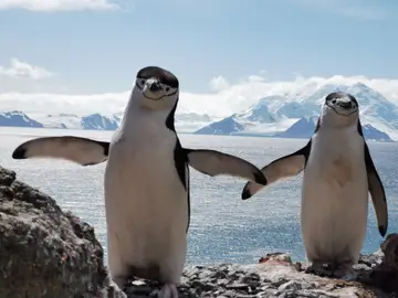 La Base Antártica "Gabriel de Castilla" se encarga del cuidado de los pingüinos barbijos de Isla Decepción La Base Antártica "Gabriel de Castilla" se encarga del cuidado de los pingüinos barbijos de Isla Decepción