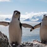 La Base Antártica "Gabriel de Castilla" se encarga del cuidado de los pingüinos barbijos de Isla Decepción