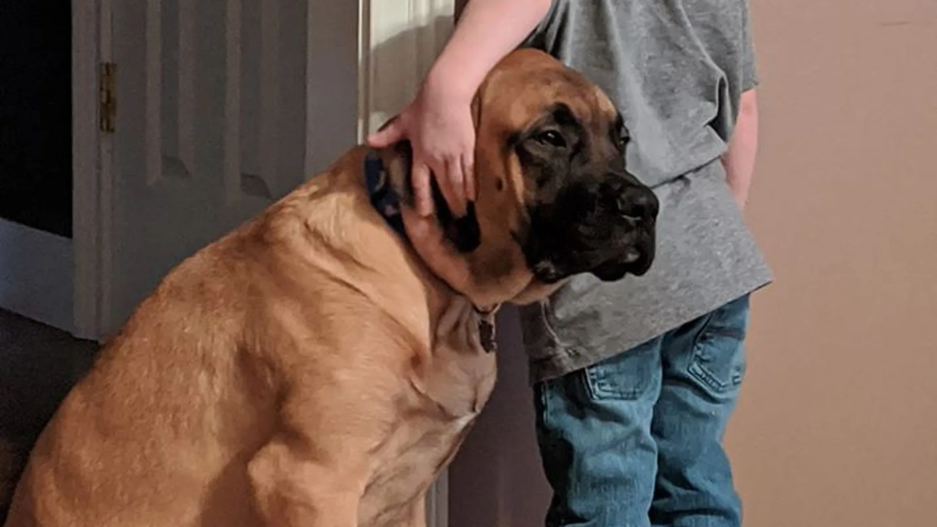 Peyton Smith castigado junto a Dash, su fiel mastín inglés