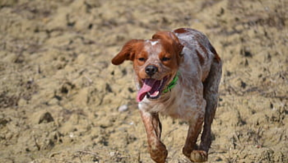 Epagneul Bretón cazando