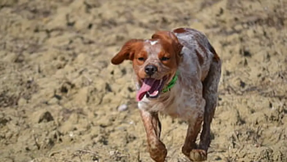 Epagneul Bretón cazando