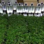 La Policía Nacional desmantela seis plantaciones indoor de marihuana en el marco de cuatro operaciones