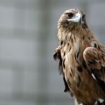 Águila Imperial Ibérica