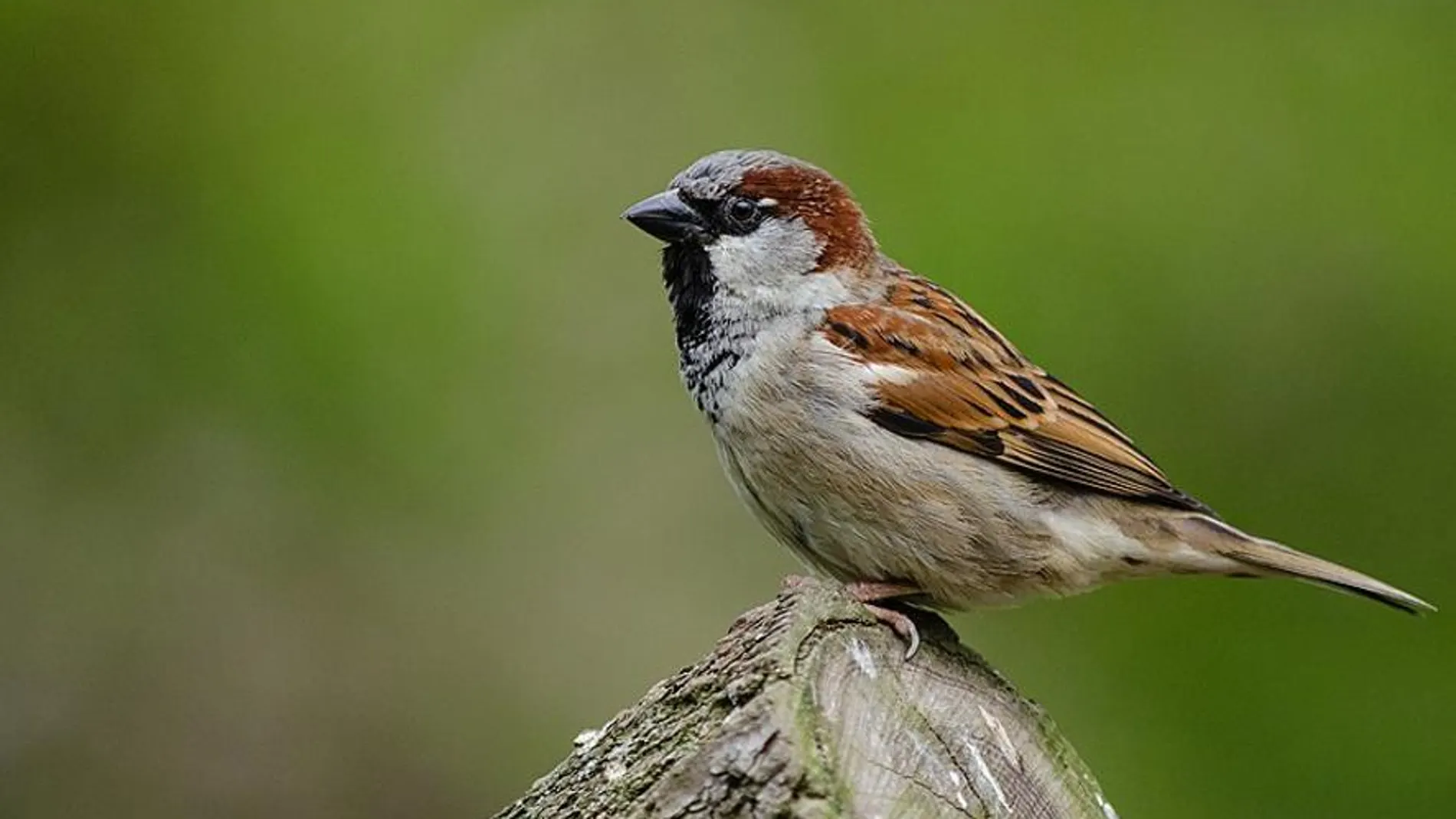 Gorrión común (Passer domesticus)