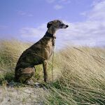 Galgo Español