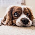 Desde el 5 de enero los animales de compañía serán considerados "seres vivos dotados de sensibilidad" y no cosas