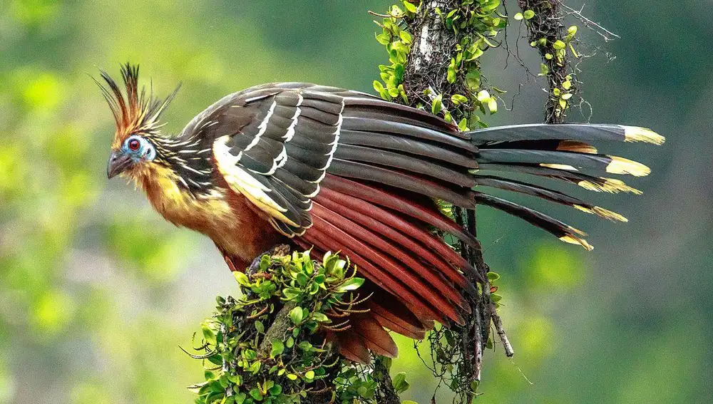 Fotografía de un hoatzin (Opisthocomus hoazin) en el río Napo (Ecuador)