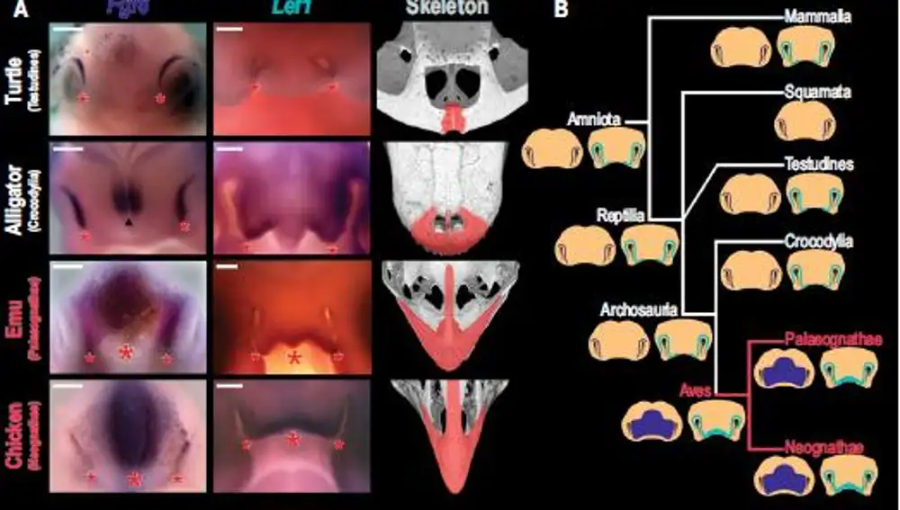 Comparativa del desarrollo del morro (o pico) en un pollo, emúes, aligátores y tortugas. Publicado en el artículo: A molecular mechanism for the origin of a key evolutionary innovation, the bird beak and palate, revealed by an integrative approach to major transitions in vertebrate history.