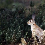 Conejo de monte