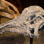 Cráneo de una cría de Hypacrosaurus stebingeri en el museo de las Rocosas en Bozeman, Montana.