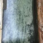 La ausencia de barcos ha permitido que el agua quede cristalina