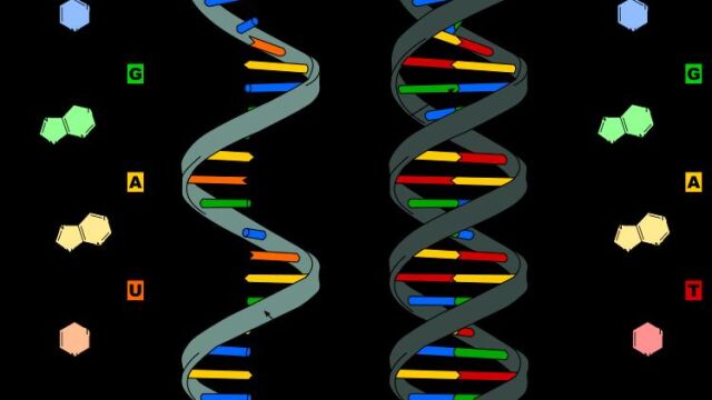 Muestra de cadena de ARN y de doble cadena del ADN