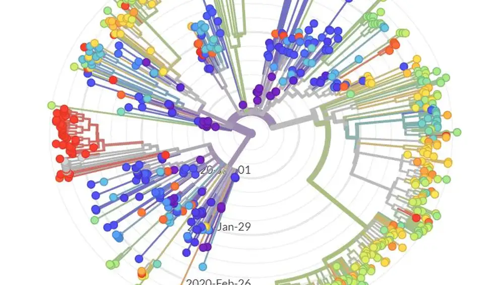 Árbol filogenético radial donde se muestra el parentesco entre las distintas variantes de SARS-CoV-2 que han sido secuenciadas dentro de la iniciativa GISAD