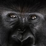 Los humanos han contagiado sus enfermedades a los animales casi 100 veces