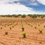 Agricultura ha prorrogado el plazo para contratar seguros agrarios