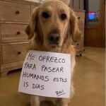 Un perro es ofrecido en alquiler por un falso criador en Coruña