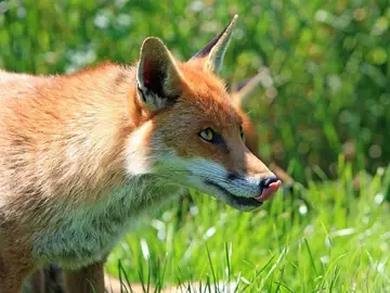 Zorro rojo (Vulpes vulpes) Zorro rojo (Vulpes vulpes)