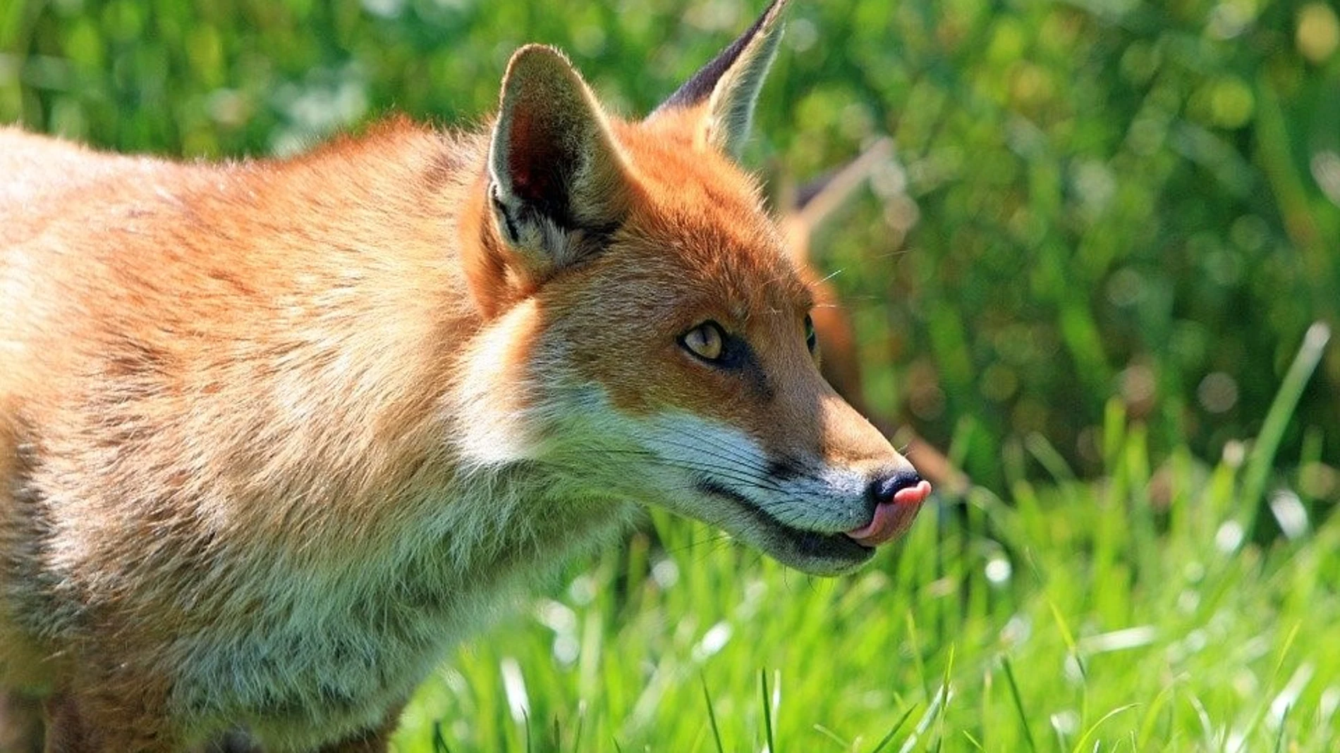 Zorro rojo (Vulpes vulpes)