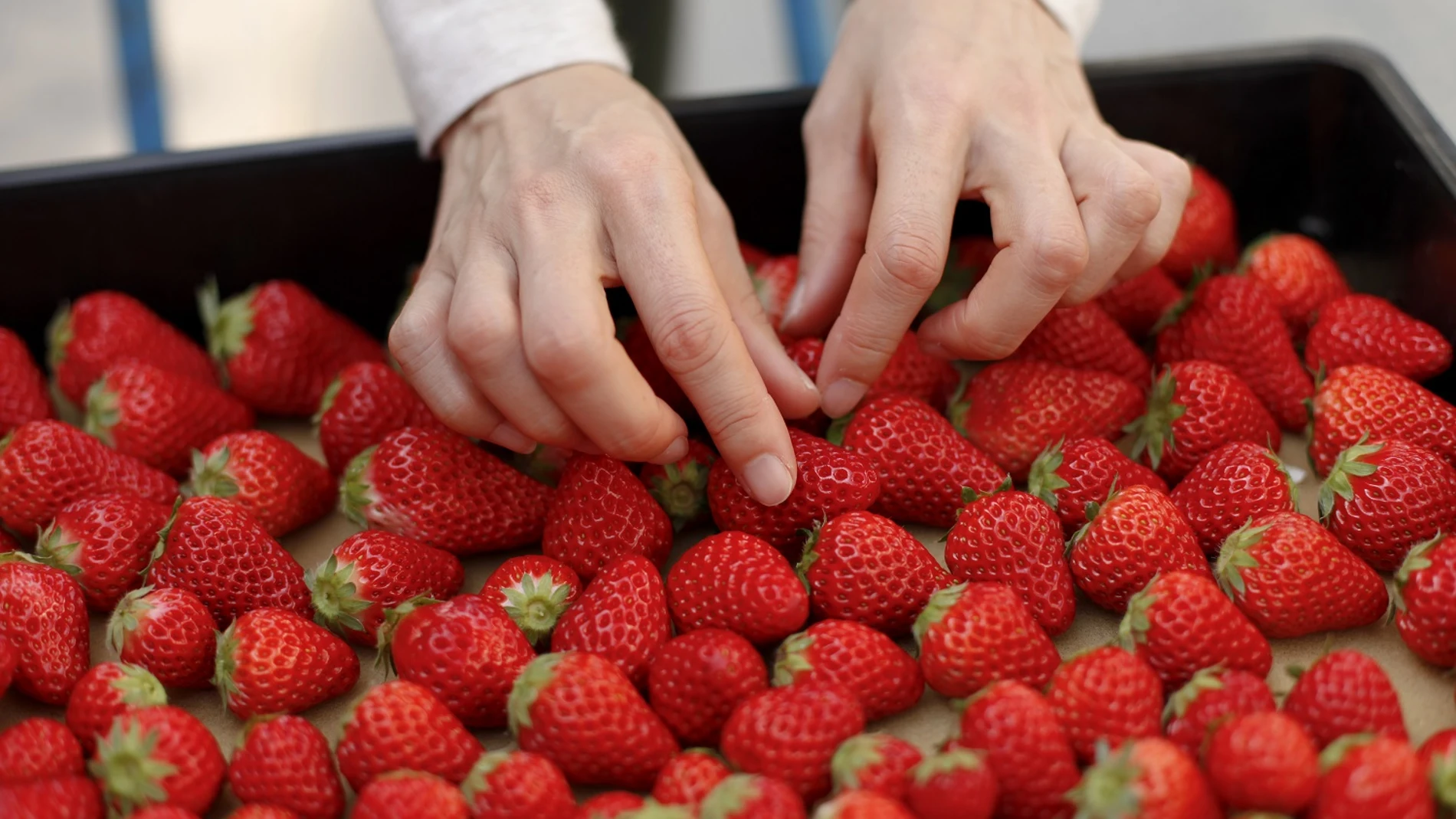 Sustitución.-Coronavirus.-Crespo pide al Ministerio "medidas excepcionales" para productores de frutos rojos afectados