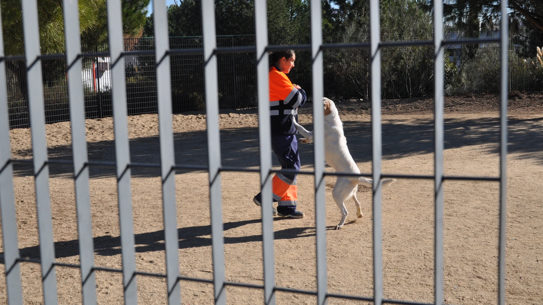 Un trabajador juega con un perro en una perrera.