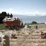 AME9480. SAN JOSÉ (COSTA RICA), 01/04/2020.- Agricultores transportan costales de cebolla el martes 31 de marzo en un huerto en la zona agrícola Tierra Blanca de Cartago, al este de San José (Costa Rica). En momentos en que el coronavirus COVID-19 tiene paralizada casi toda actividad, la agricultura mantiene su marcha para garantizar la seguridad alimentaria de la población y demuestra lo vital que resulta este sector, muchas veces olvidado. En los campos agrícolas de Costa Rica la actividad continúa con medidas preventivas para los trabajadores responsables de mantener a flote la producción de hortalizas, papas, flores, plantas ornamentales, frutas, café, arroz, entre otros. EFE/Jeffrey Arguedas