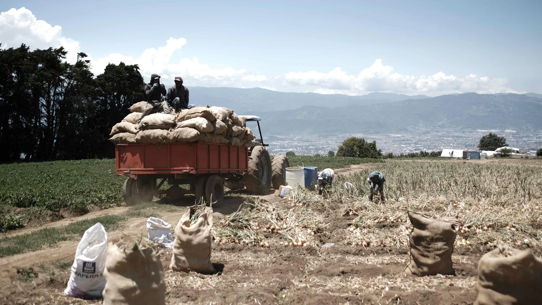 La agricultura, el sector que no para pese al coronavirus