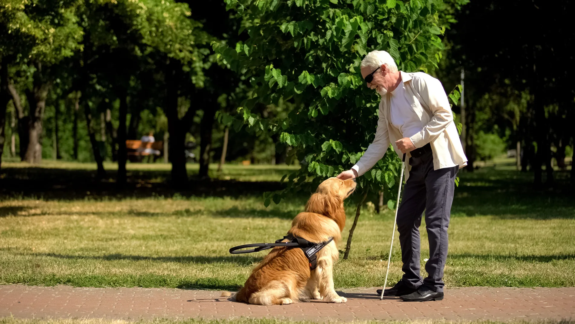 El perro guía es un perro adiestrado específicamente para ayudar a una persona ciega o con una deficiencia visual grave en sus desplazamientos, mejorando su autonomía y movilidad | Fuente: Dreamstime