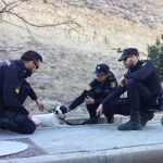 Un equipo de motos de la Policía Nacional salva a una perrita en las vías del tren en Madrid