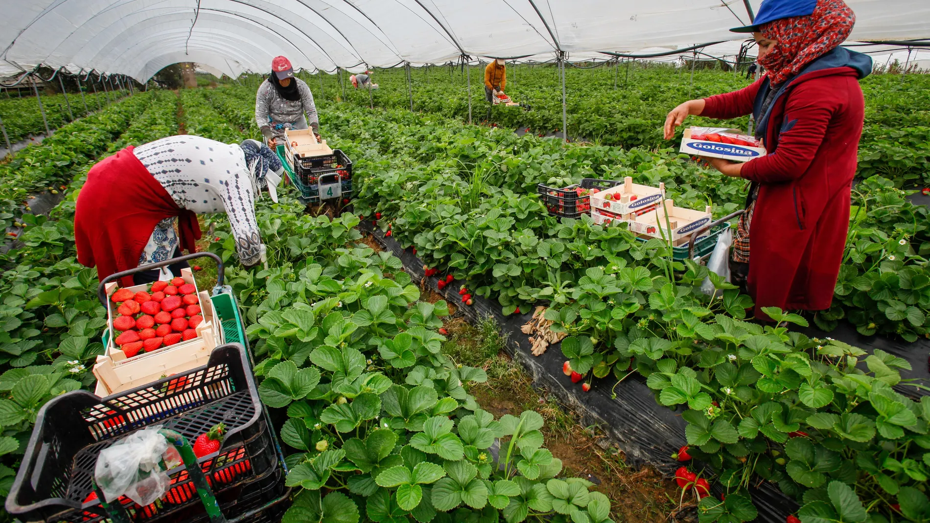 Trabajadoras de origen marroquí recogen fresas en una finca ubicada en Cartaya (Huelva)