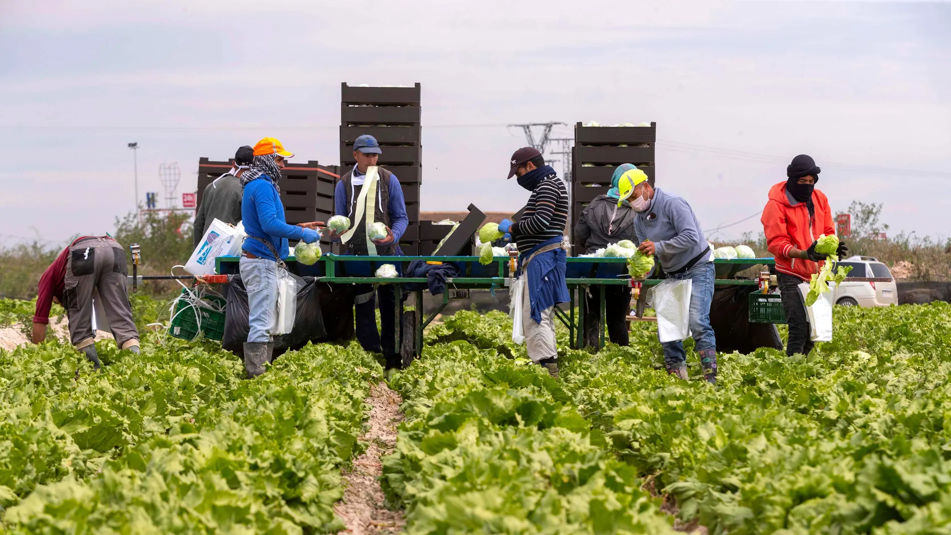 Trabajos agrícolas durante el coronavirus en Murcia