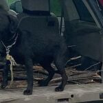 Labradora que las organizaciones animalistas quieren quitarle al dueño que arrastró y mató a su perro / Protectora Las Brujas de El Molar