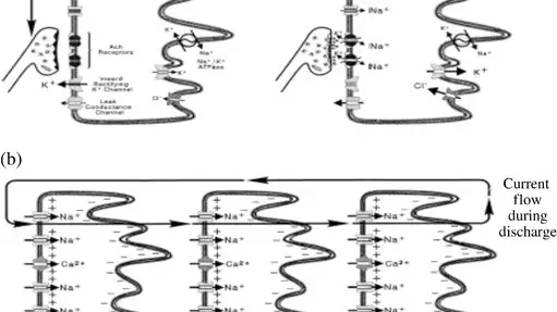 Organización de la membrana de un electrocito de Electrophorus electricus. Del artículo: &quot;The case for sequencing the genome of the electric eel Electrophorus electricus&quot;.