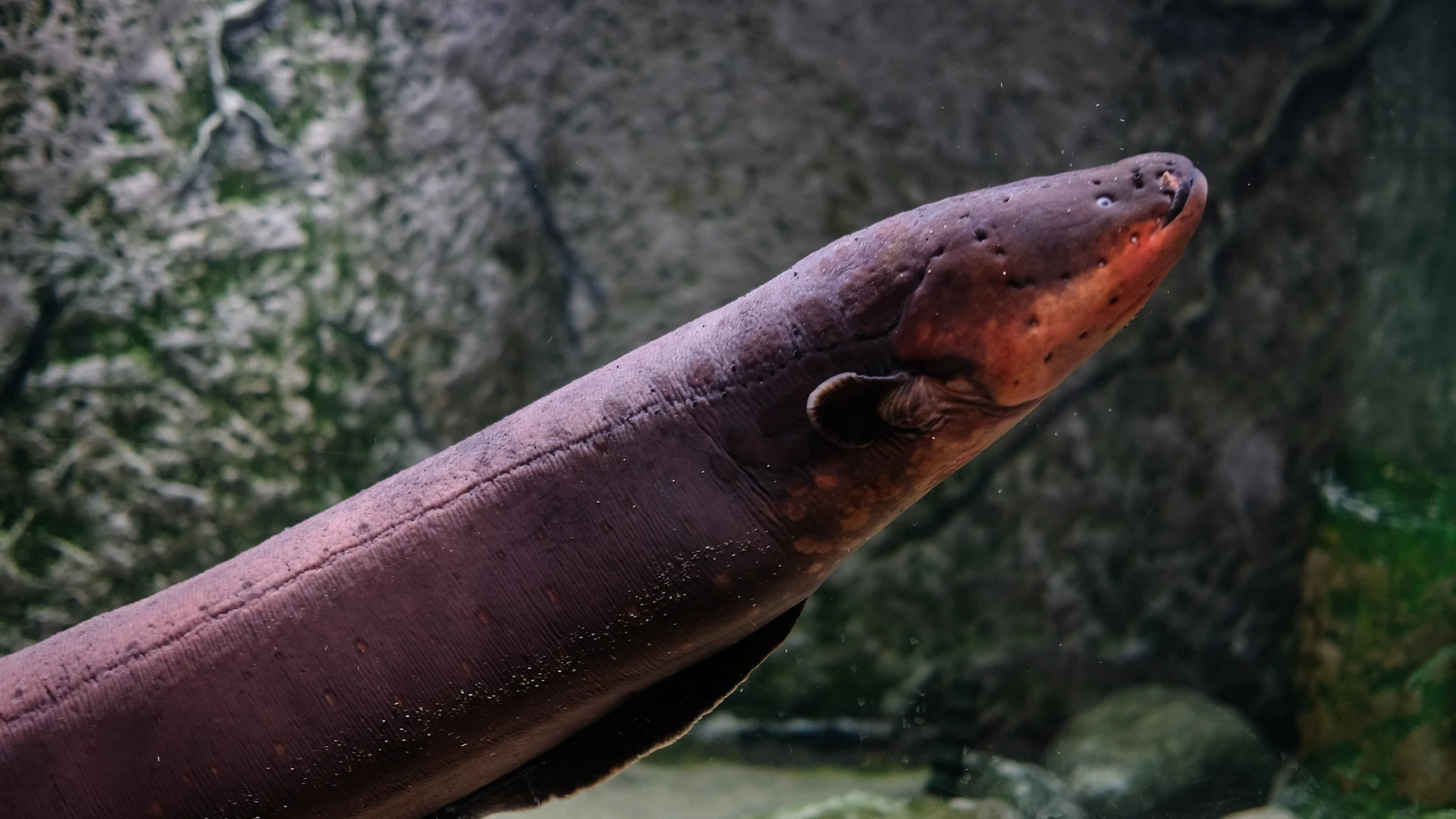 Anguila eléctrica (Electrophorus)