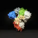 El coronavirus al microscopio