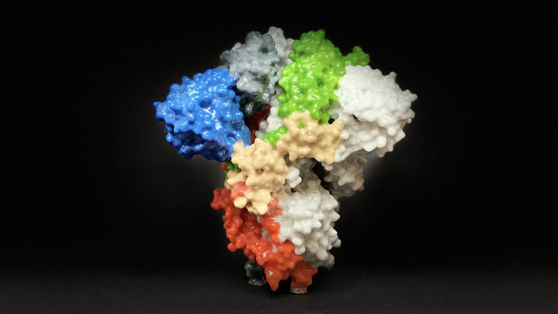 El coronavirus al microscopio
