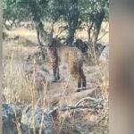 Paraje donde fue localizado el lince ibérico