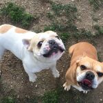 Dos perros de personal sanitario cuidados de forma gratuita en la residencia canina Happy Can de Madrid
