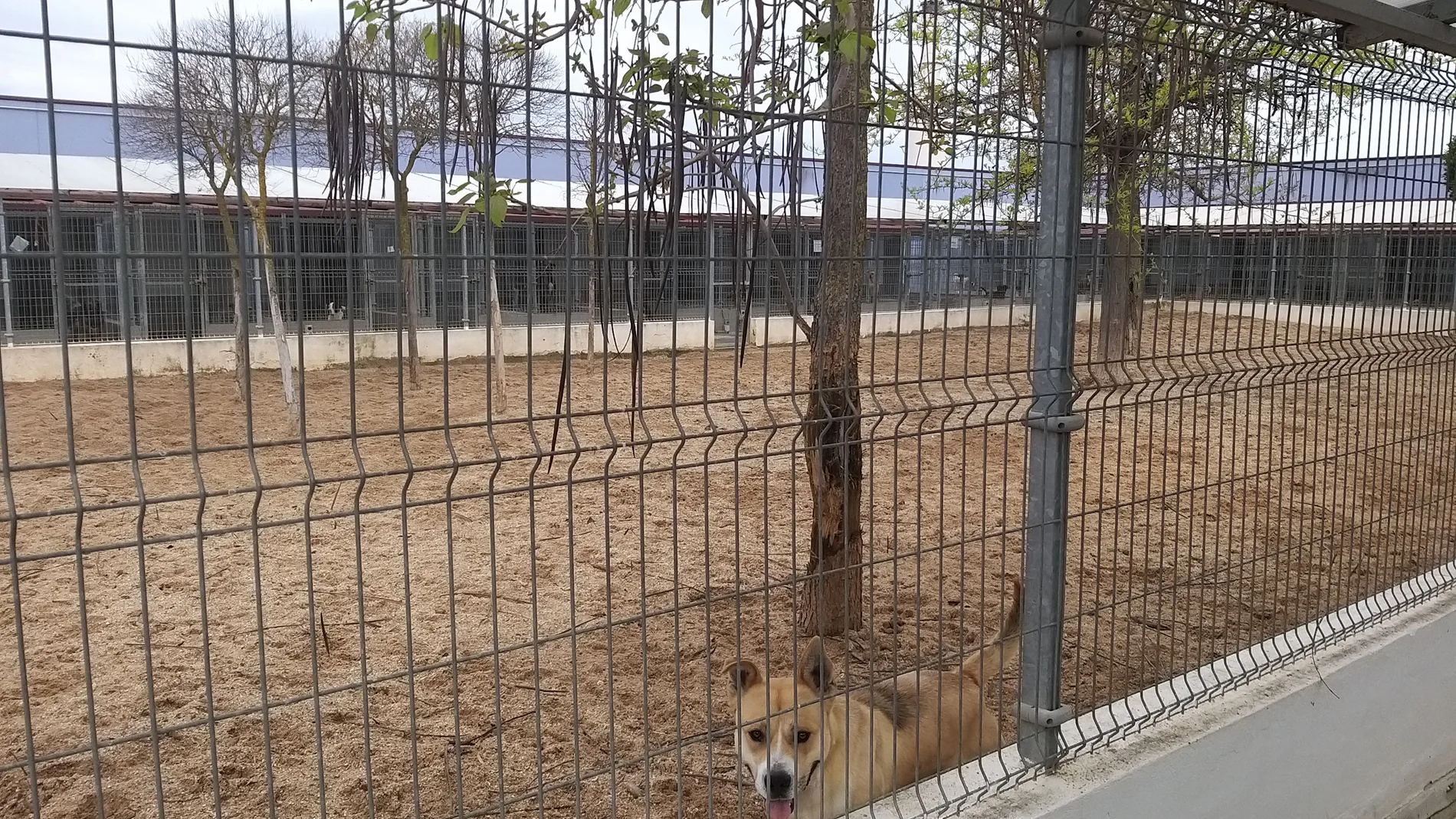 Protectora de animales del Ayuntamiento de Valladolid