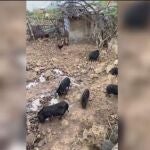 La piara de cerdos vietnamitas