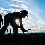 Varios jornaleros recogen a mano los espárragos verdes. Ep