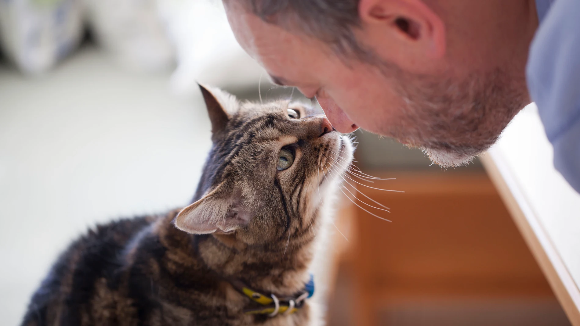 Para los gatos, la diferencia en esta situación es que sus dueños pasan más tiempo en casa.